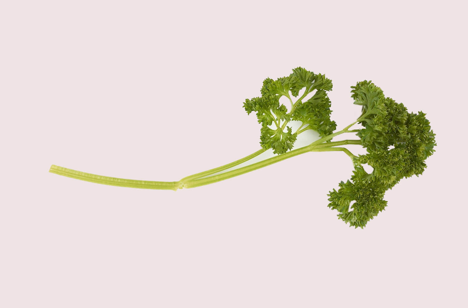 Curly parsley Farm Agrico Agriculture Farm.